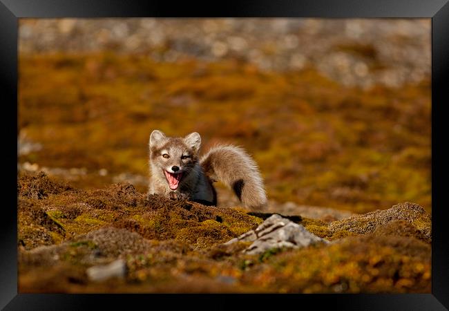 Arctic Fox cub in tundra Svalbard Arctic Framed Print by Jenny Hibbert