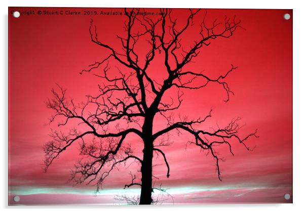 Tree silhouette Acrylic by Stuart C Clarke