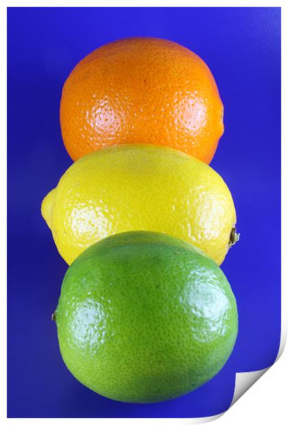 Orange Lemon and Lime Print by Nicola Clark