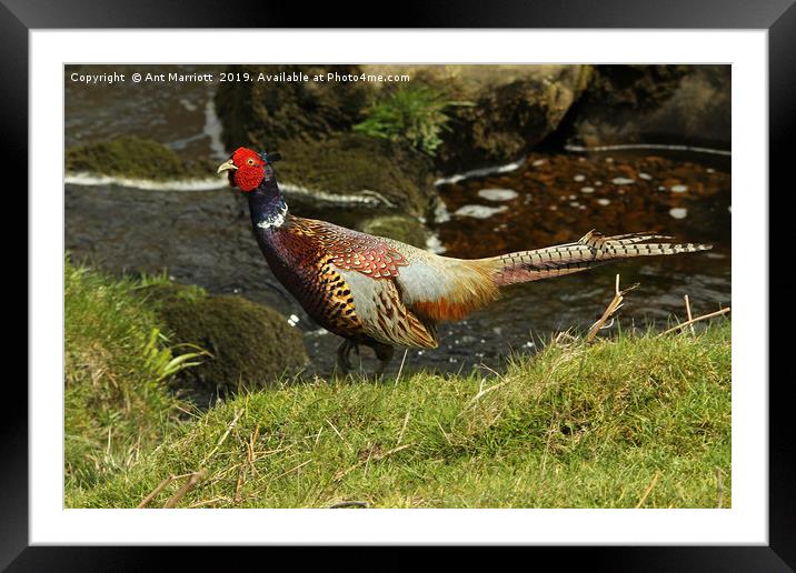Pheasant - Phasianus colchicus Framed Mounted Print by Ant Marriott