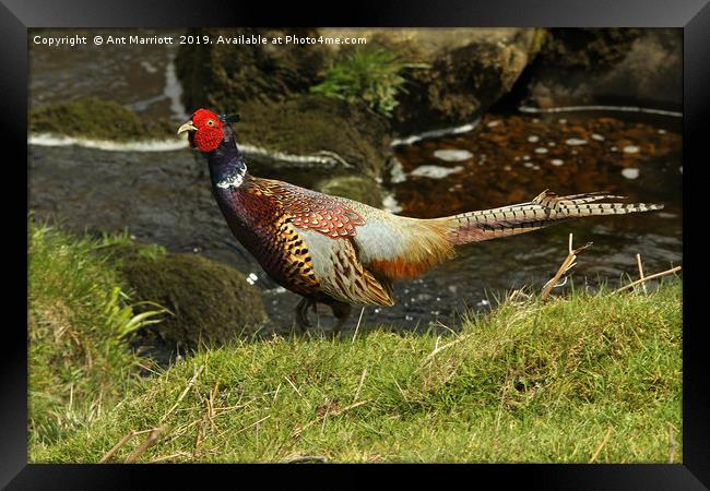 Pheasant - Phasianus colchicus Framed Print by Ant Marriott