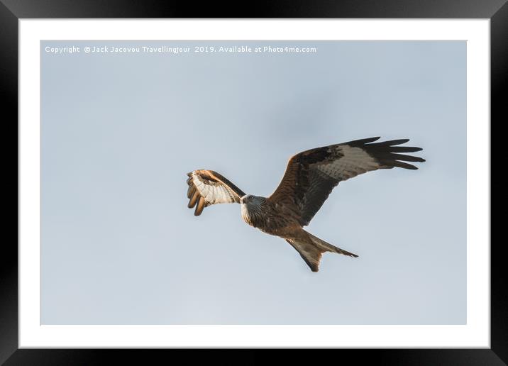 Red kite scouting for food Framed Mounted Print by Jack Jacovou Travellingjour