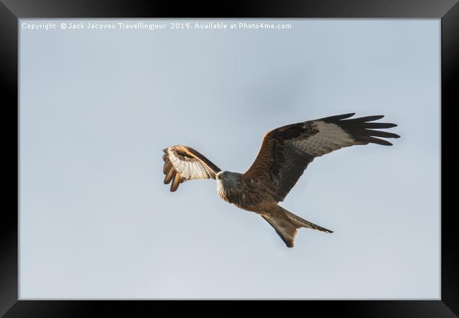 Red kite scouting for food Framed Print by Jack Jacovou Travellingjour