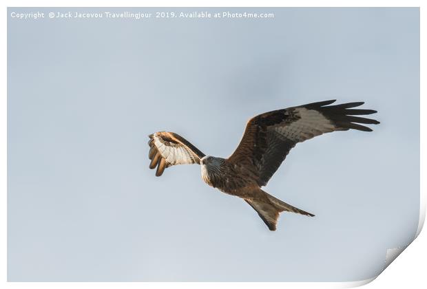 Red kite scouting for food Print by Jack Jacovou Travellingjour