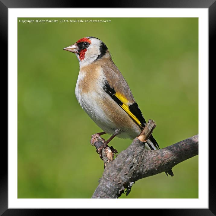 Goldfinch - Carduelis carduelis Framed Mounted Print by Ant Marriott
