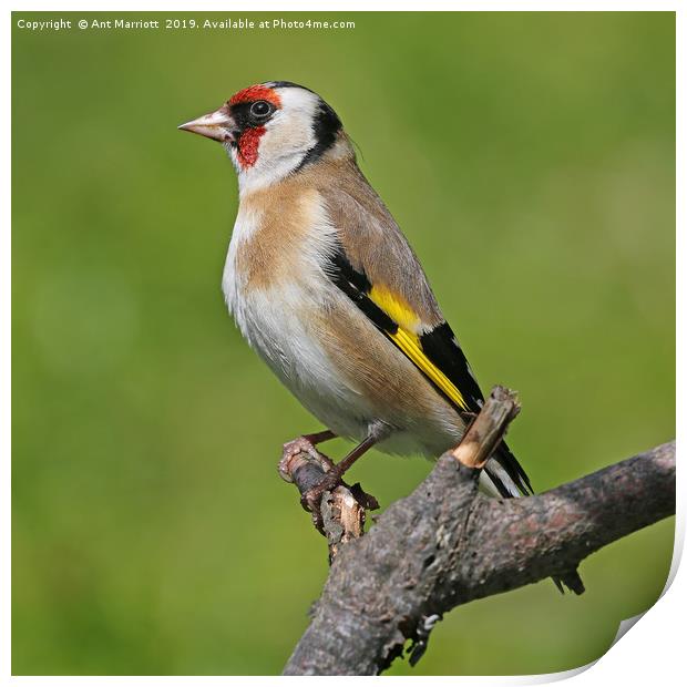 Goldfinch - Carduelis carduelis Print by Ant Marriott