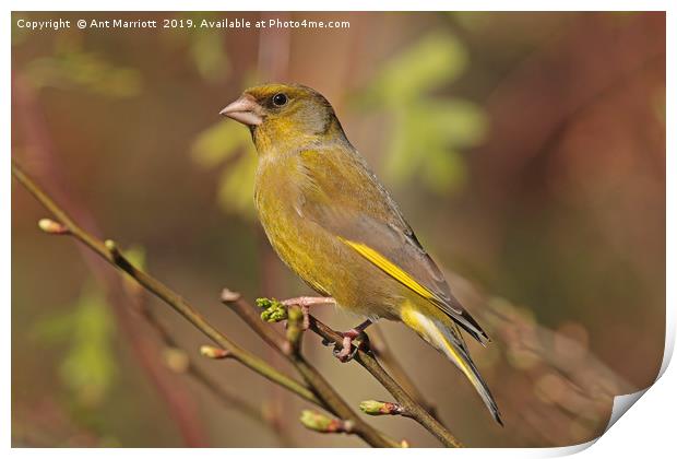 Greenfinch - Chloris chloris Print by Ant Marriott