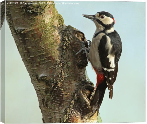 Great spotted woodpecker - Dendrocopos major Canvas Print by Ant Marriott