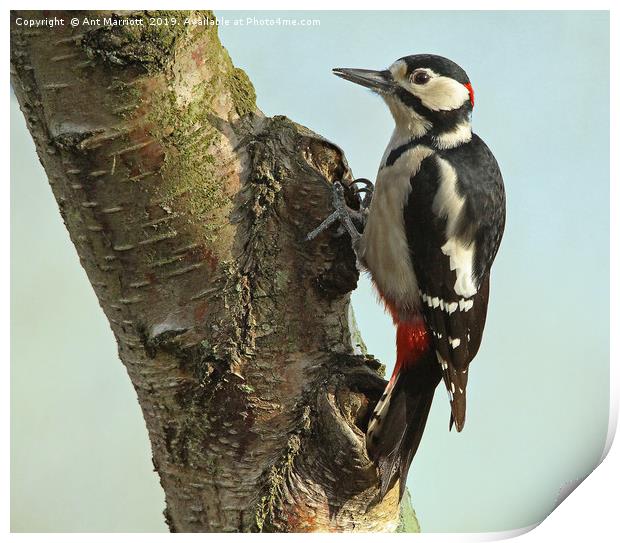 Great spotted woodpecker - Dendrocopos major Print by Ant Marriott