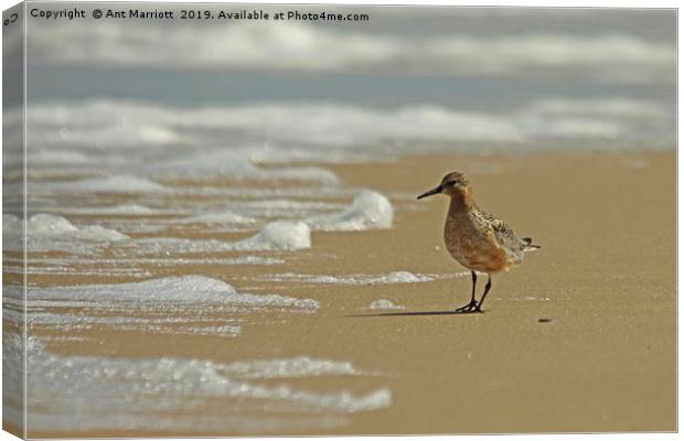 Knot - Calidris canutus Canvas Print by Ant Marriott