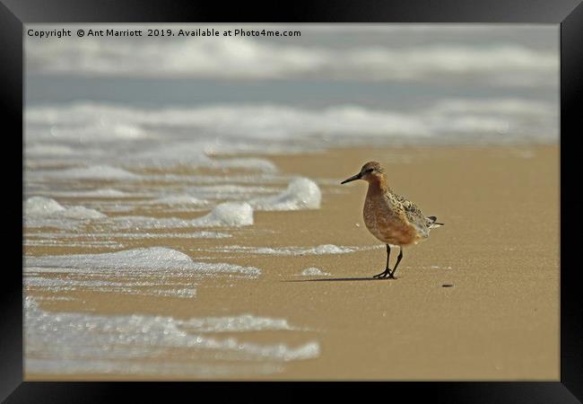 Knot - Calidris canutus Framed Print by Ant Marriott