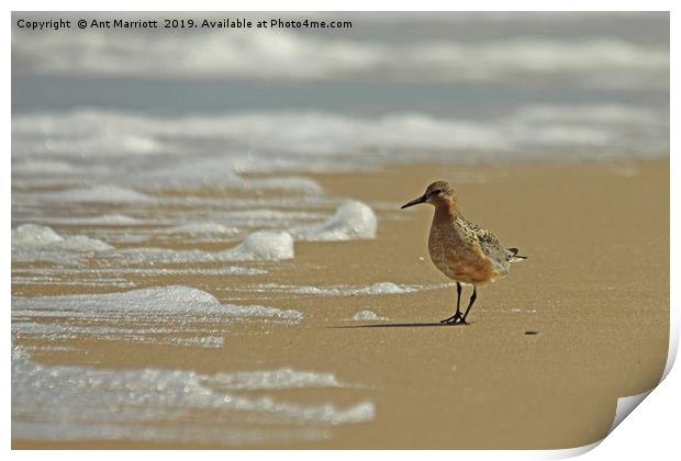 Knot - Calidris canutus Print by Ant Marriott