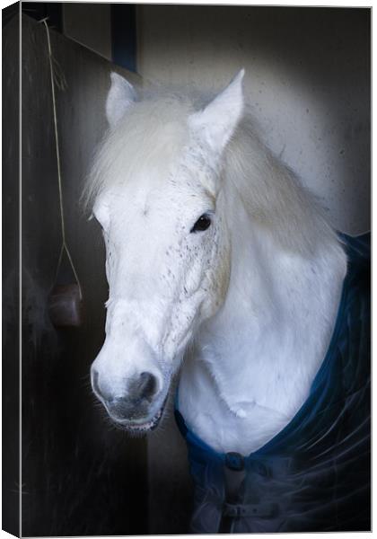 White Horse here’s looking at you Canvas Print by David French