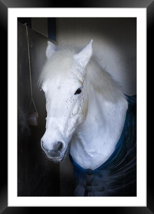 White Horse here’s looking at you Framed Mounted Print by David French