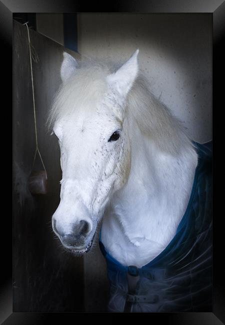 White Horse here’s looking at you Framed Print by David French