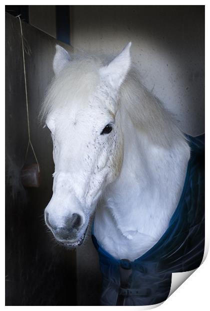 White Horse here’s looking at you Print by David French