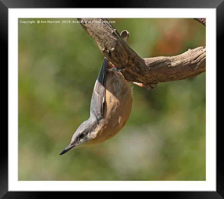 Nuthatch - Sitta europaea Framed Mounted Print by Ant Marriott