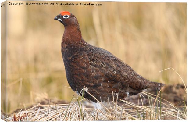 Red Grouse - Lagopus lagopus scotica Canvas Print by Ant Marriott