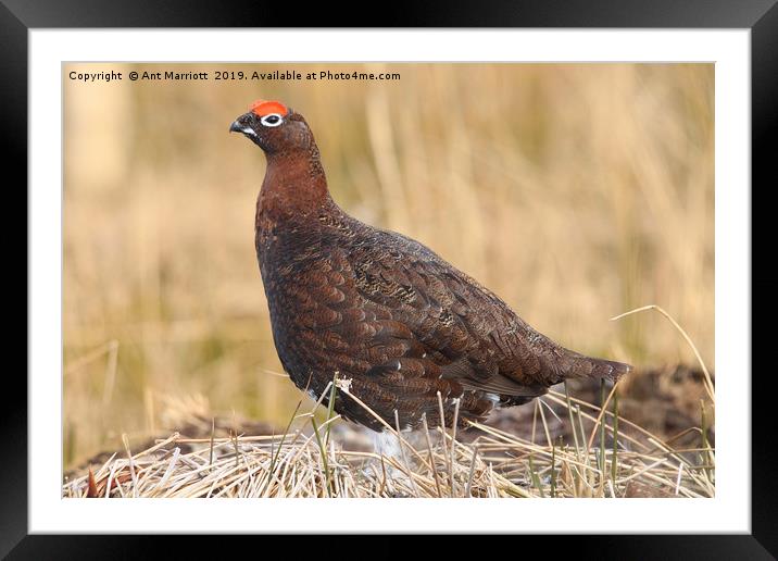 Red Grouse - Lagopus lagopus scotica Framed Mounted Print by Ant Marriott