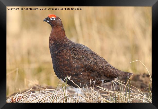 Red Grouse - Lagopus lagopus scotica Framed Print by Ant Marriott