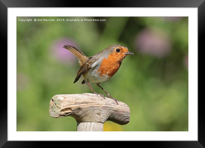 Robin - Erithacus rubecula Framed Mounted Print by Ant Marriott