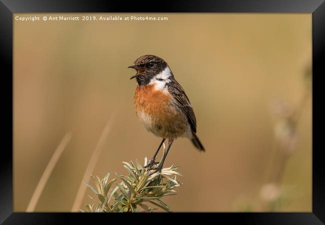 Stonechat - Saxicola rubicola Framed Print by Ant Marriott