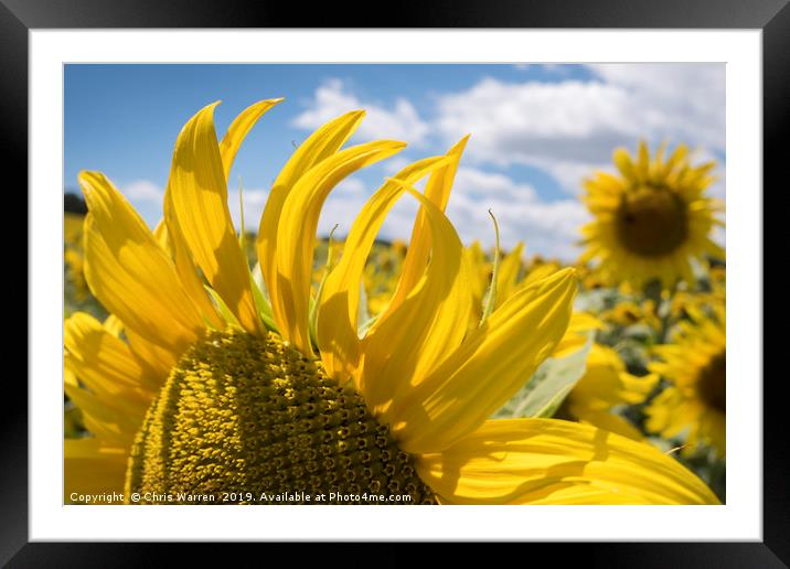 A field of sunflowers France Framed Mounted Print by Chris Warren