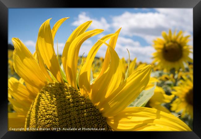 A field of sunflowers France Framed Print by Chris Warren