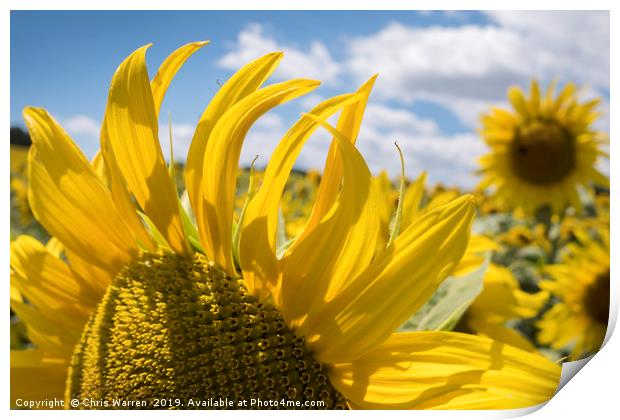 A field of sunflowers France Print by Chris Warren