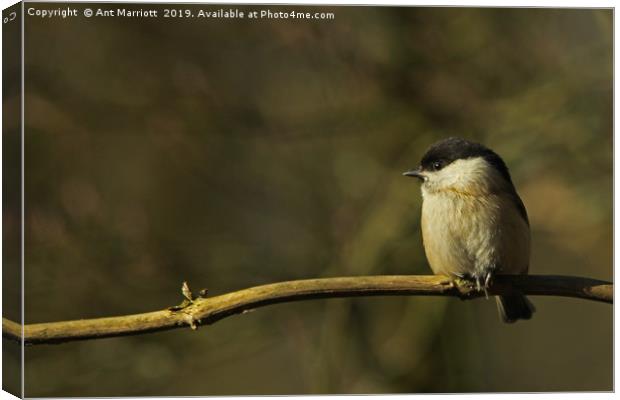 Willow Tit - Poecile montanus Canvas Print by Ant Marriott
