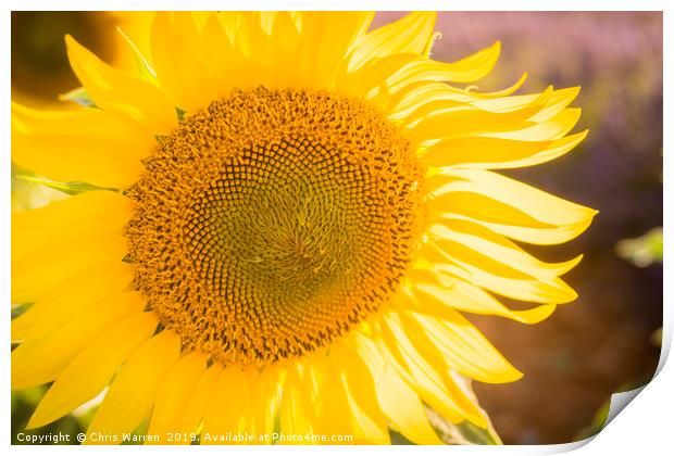 Sunlight catching A sunflower France Print by Chris Warren