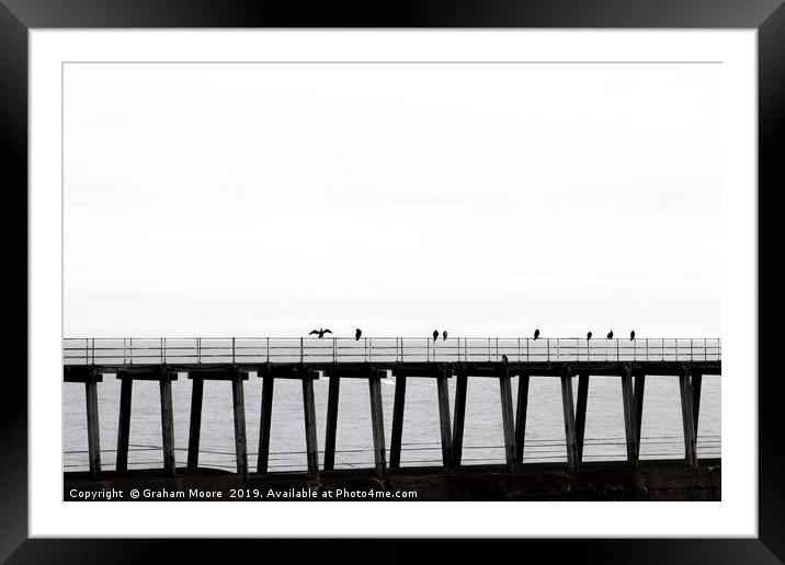 Seabirds on Whitby pier Framed Mounted Print by Graham Moore
