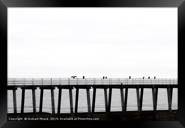 Seabirds on Whitby pier Framed Print by Graham Moore