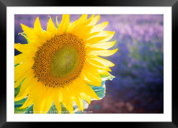 Sunlight catching A sunflower France Framed Mounted Print by Chris Warren