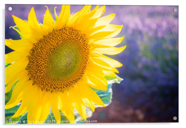 Sunlight catching A sunflower France Acrylic by Chris Warren