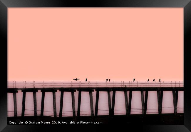 Sea birds on pier Framed Print by Graham Moore