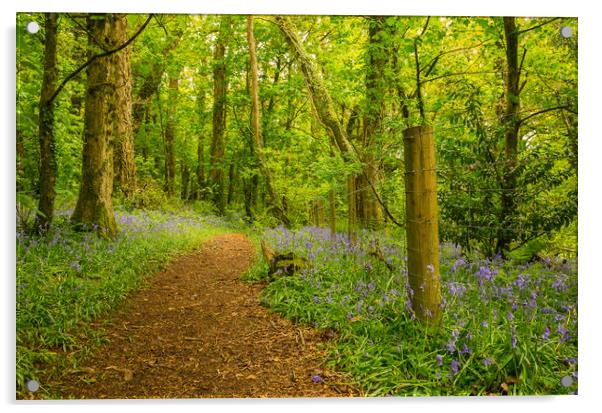 Bluebell Woods Acrylic by CHRIS BARNARD