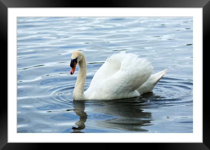 White Swan on Reservoir Framed Mounted Print by CHRIS BARNARD