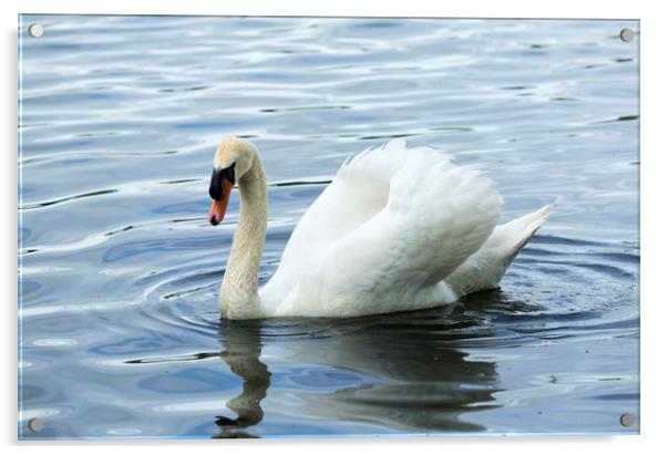 White Swan on Reservoir Acrylic by CHRIS BARNARD
