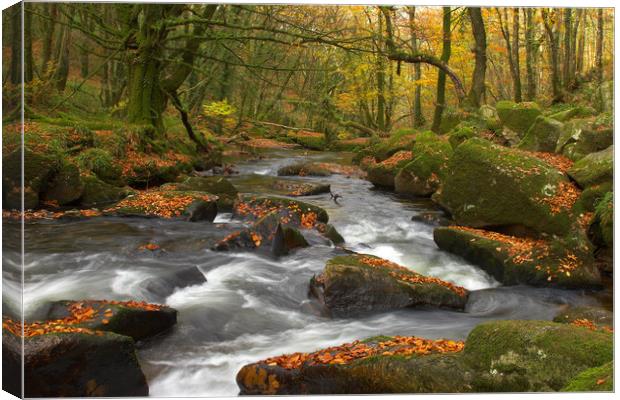 Forever Autumn Canvas Print by CHRIS BARNARD