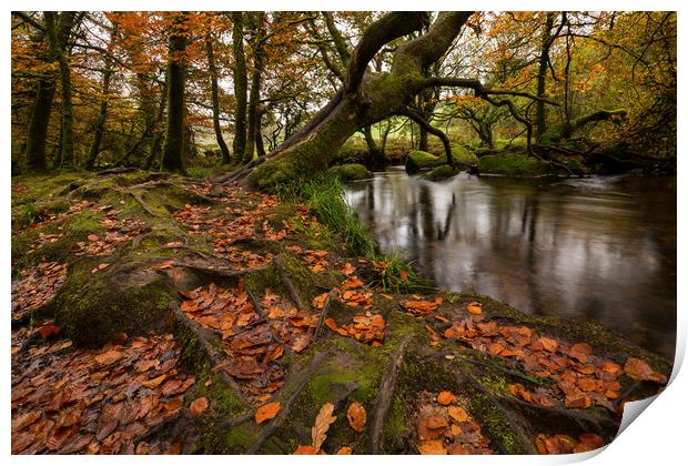 Autumn River Fowey Print by CHRIS BARNARD