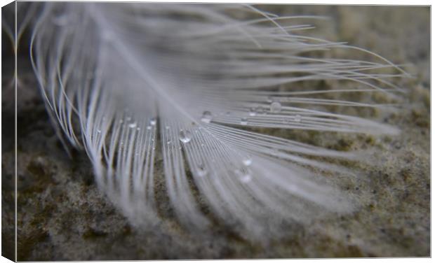 Feather and Water droplets Canvas Print by Gemma Sellman