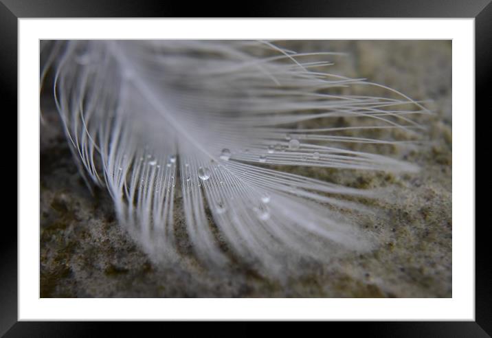Feather and Water droplets Framed Mounted Print by Gemma Sellman