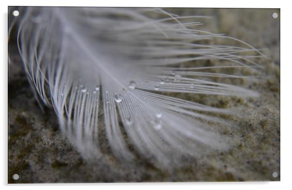 Feather and Water droplets Acrylic by Gemma Sellman