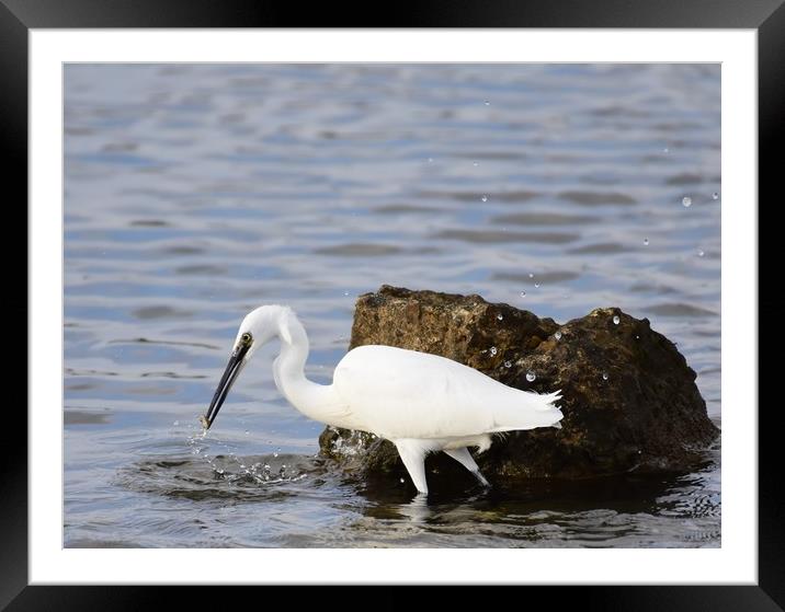 Little Egret with Fish Framed Mounted Print by Gemma Sellman