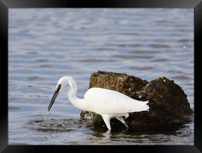 Little Egret with Fish Framed Print by Gemma Sellman