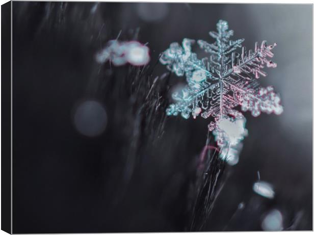 Snowflake Canvas Print by Gemma Sellman