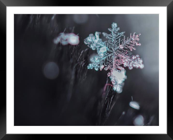 Snowflake Framed Mounted Print by Gemma Sellman