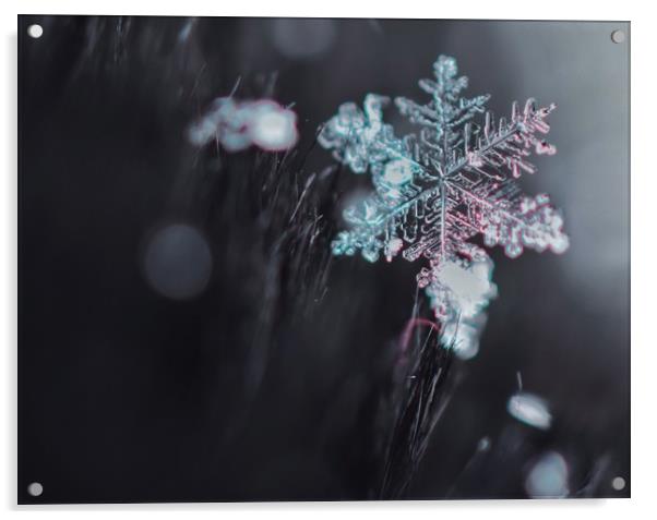 Snowflake Acrylic by Gemma Sellman
