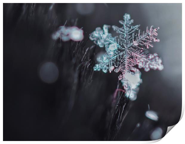 Snowflake Print by Gemma Sellman